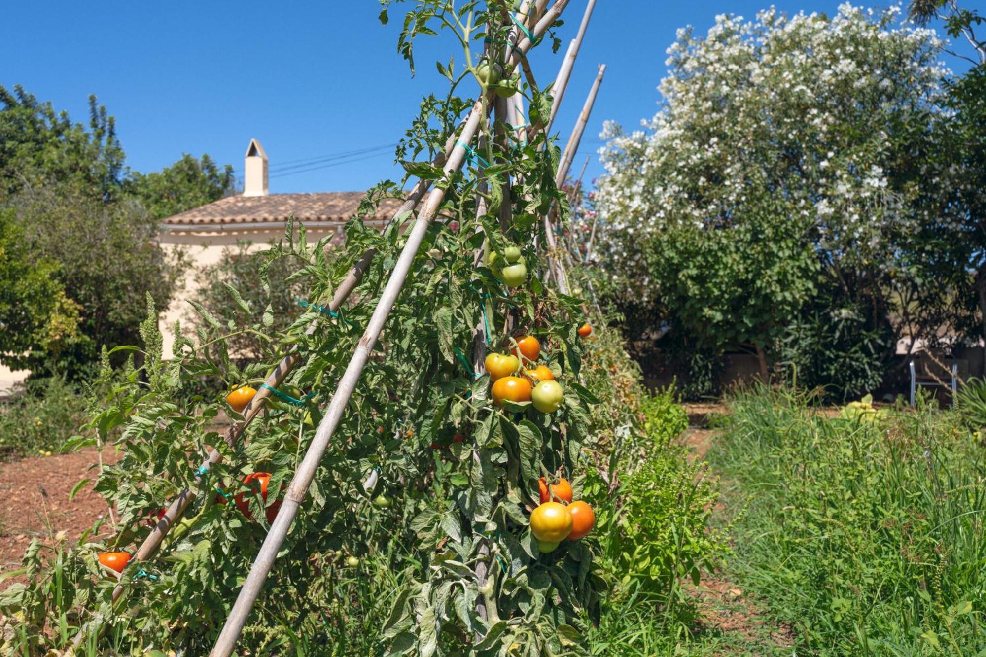 卡普德佩拉Finca Es Baladre别墅 外观 照片